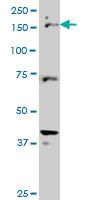 Anti-CUX1 Mouse Monoclonal Antibody [clone: 2D10]