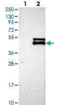 Anti-MTERFD2 Rabbit Polyclonal Antibody