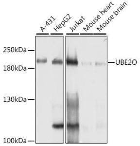 Western blot analysis of extracts of various cell lines, using Anti-UBE2O Antibody (A11220) at 1:1000 dilution