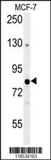 Anti-OXR1 Rabbit Polyclonal Antibody