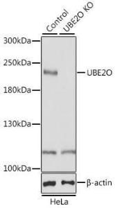 Western blot analysis of extracts from normal (control) and UBE2O knockout (KO) HeLa cells, using Anti-UBE2O Antibody (A11220) at 1:1000 dilution