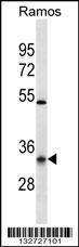 Anti-OR10G9 Rabbit Polyclonal Antibody (Biotin)