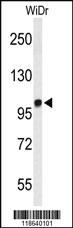 Anti-MICAL2 Rabbit Polyclonal Antibody