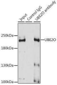 Immunoprecipitation analysis of 200 µg extracts of A-431 cells using 3 µg of Anti-UBE2O Antibody (A11220). This Western blot was performed on the immunoprecipitate using Anti-UBE2O Antibody (A11220) at a dilution of 1:1000