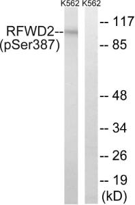 Western blot analysis of lysates from K562 cells treated with UV 15' using Anti-RFWD2 (phospho Ser387) Antibody The right hand lane represents a negative control, where the antibody is blocked by the immunising peptide