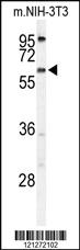 Anti-TMEM108 Rabbit Polyclonal Antibody