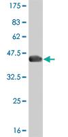 Anti-Thr Mouse Monoclonal Antibody [clone: 5C8]