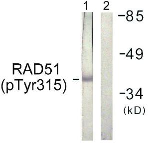 Anti-Rad51 Rabbit Polyclonal Antibody