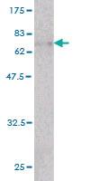 Anti-ACTB Mouse Monoclonal Antibody [clone: 3G4-F9]