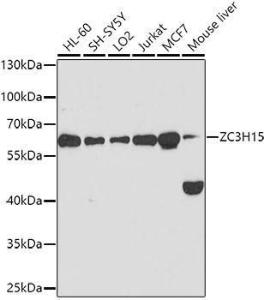 Western blot analysis of extracts of various cell lines, using Anti-ZC3H15 Antibody (A10045) at 1:1,000 dilution