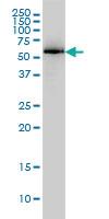 Anti-PRKAA1 Mouse Monoclonal Antibody [clone: 1G4]