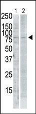 Anti-PLK2 Rabbit Polyclonal Antibody (Biotin)