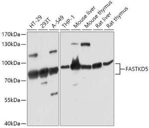 Western blot analysis of extracts of various cell lines, using Anti-FASTKD5 Antibody (A308757) at 1:1000 dilution