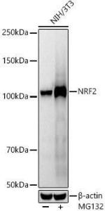 Western blot analysis of extracts of NIH/3T3 cells, using Anti-Nrf2 Antibody [ARC50393] (A308758) at 1:1,000 dilution. NIH/3T3 cells were treated by MG132(50 µM) at 37°C for 90 minutes. The secondary antibody was Goat Anti-Rabbit IgG H&L Antibody (HRP) at 1:10,000 dilution.