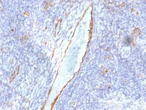 Immunohistochemical analysis of formalin-fixed, paraffin-embedded human tonsil using Anti-Von Willebrand Factor Antibody [F8/86]