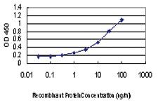 Anti-PRKAA1 Mouse Monoclonal Antibody [clone: 1G4]