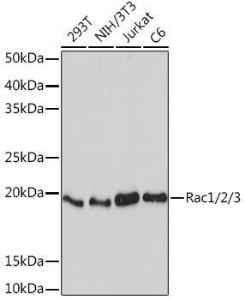 Western blot analysis of extracts of various cell lines, using Anti-Rac1 + Rac2 + Rac3 Antibody [ARC1165] (A307658) at 1:1000 dilution. The secondary Antibody was Goat Anti-Rabbit IgG H&L Antibody (HRP) at 1:10000 dilution. Lysates/proteins were present at 25 µg per lane