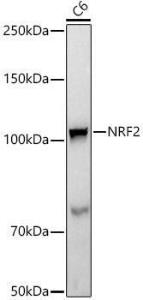 Western blot analysis of extracts of C6 cells, using Anti-Nrf2 Antibody [ARC50393] (A308758) at 1:1,000 dilution. The secondary antibody was Goat Anti-Rabbit IgG H&L Antibody (HRP) at 1:10,000 dilution.