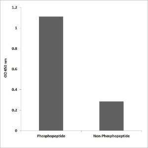 Anti-NFAT3 (phospho Ser676) antibody