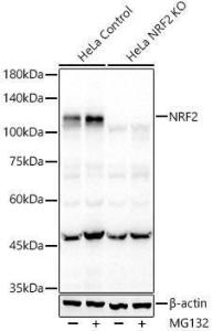 Western blot analysis of extracts from wild type(WT) and NRF2 knockout (KO) HeLa cells, using Anti-Nrf2 Antibody [ARC50393] (A308758) at 1:1,000 dilutio