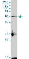 Anti-S1PR4 Mouse Polyclonal Antibody