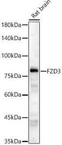 Western blot analysis of Rat brain, using Anti-FZD3 Antibody (A11231) at 1:1,000 dilution. The secondary antibody was Goat Anti-Rabbit IgG H&L Antibody (HRP) at 1:10,000 dilution.