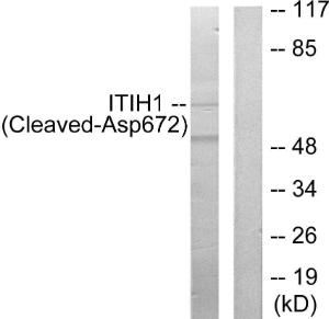 Western blot analysis of lysates from Jurkat cells, treated with etoposide 25uM 24h using Anti-ITIH1 (cleaved Asp672) Antibody. The right hand lane represents a negative control, where the antibody is blocked by the immunising peptide