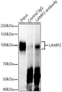 Immunoprecipitation analysis of 300 µg extracts of A-549 cells using 3 µg of Anti-LAMP2 Antibody [ARC0274] (A305918). This Western blot was performed on the immunoprecipitate using Anti-LAMP2 Antibody [ARC0274] (A305918) at a dilution of 1:1000