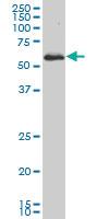 Anti-PRKAA1 Mouse Monoclonal Antibody [clone: 4D9]