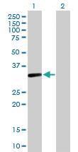 Anti-S1PR4 Mouse Polyclonal Antibody