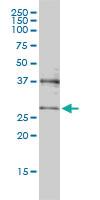 Anti-MED7 Mouse Monoclonal Antibody [clone: 3E7]