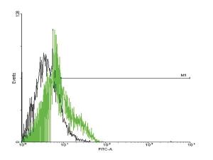 Anti-GPRC5D Mouse Polyclonal Antibody