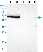 Anti-FUS Rabbit Polyclonal Antibody