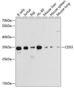 Antibody anti-CD53 100 µl