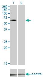 Anti-IRAK3 Mouse Monoclonal Antibody [clone: 1F6]