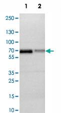 Anti-FUS Rabbit Polyclonal Antibody