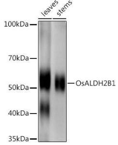 Western blot analysis of extracts of various tissues from the japonica rice (Oryza sativa L. ) variety Zhonghua 11, using Anti-Aldh2b Antibody (A309729) at 1:1,000 dilution