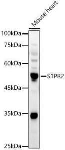 Antibody A305919-100 100 µl