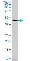 Anti-B4GALT4 Mouse Polyclonal Antibody