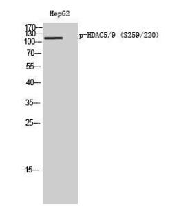 Western blot analysis of HepG2 cells using Anti-HDAC5 (phospho Ser259) Antibody