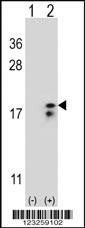 Anti-COX6A1 Rabbit Polyclonal Antibody