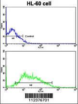 Anti-CDCA8 Rabbit Polyclonal Antibody (AP (Alkaline Phosphatase))