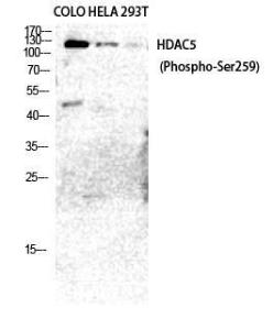 Western blot analysis of COLO HELA 293T cells using Anti-HDAC5 (phospho Ser259) Antibody