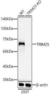 Western blot analysis of extracts from wild type(WT) and TRIM25 knockout (KO) 293T(KO) cells, using Anti-TRIM25 / EFP Antibody [ARC0971] (A308763) at 1:1,000 dilution. The secondary antibody was Goat Anti-Rabbit IgG H&L Antibody (HRP) at 1:10,000 dilution.