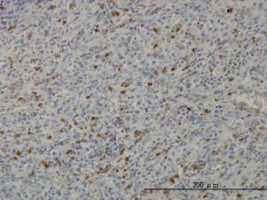 Anti-PRKAA1 Mouse Monoclonal Antibody [clone: 4D9]