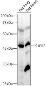 Antibody A305919-100 100 µl