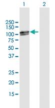 Anti-RAD18 Mouse Polyclonal Antibody