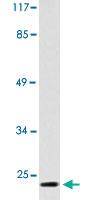 Anti-COX4I1 Rabbit Polyclonal Antibody