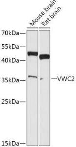 Anti-VWC2/BRORIN antibody