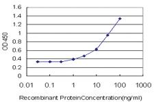 Anti-PRKAA1 Mouse Monoclonal Antibody [clone: 4D9]